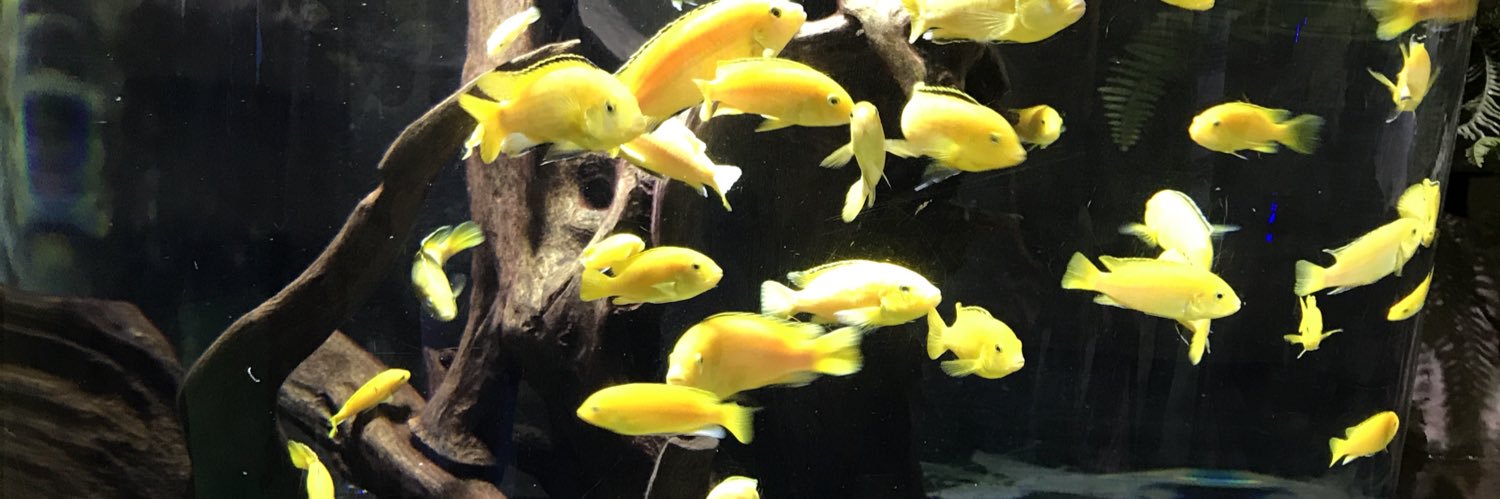 Prudence Muchinouta banner