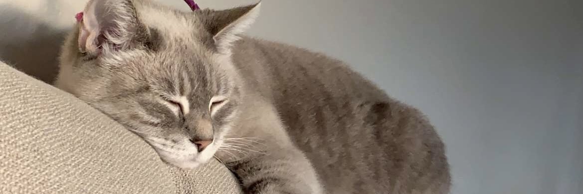 MaciLayne4's profile banner image