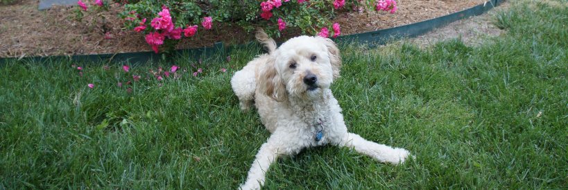 Dave Kelchner banner