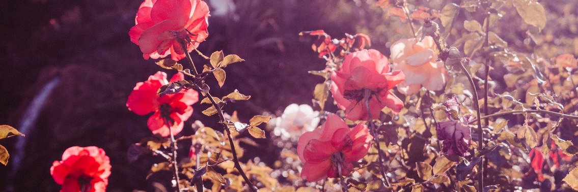 SylviStillborn's profile banner image