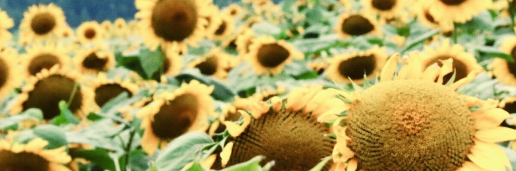 SheridanRedmond's profile banner image