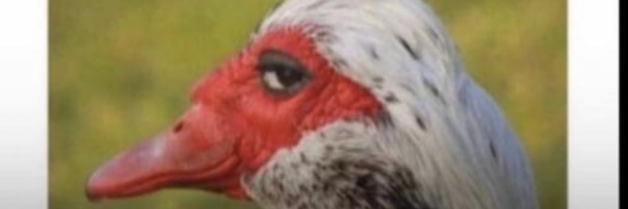 constantism's profile banner image