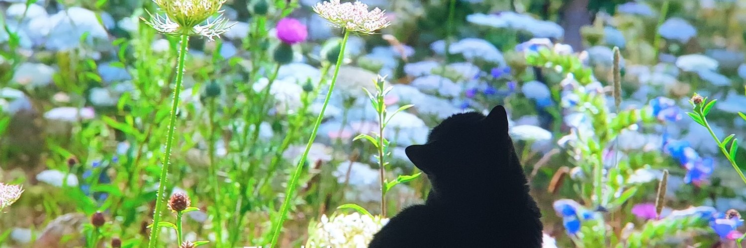 NoemiRoman75's profile banner image