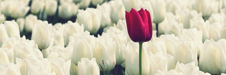 Belle banner