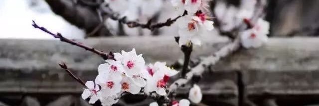 QueenLIHUA's profile banner image