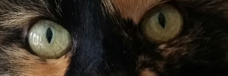SeaKittenNichol's profile banner image