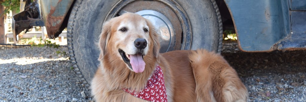 decthebigreddog's profile banner image