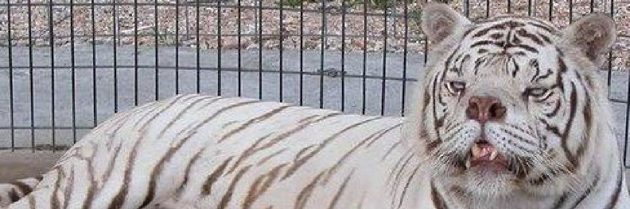 Nexxous69's profile banner image