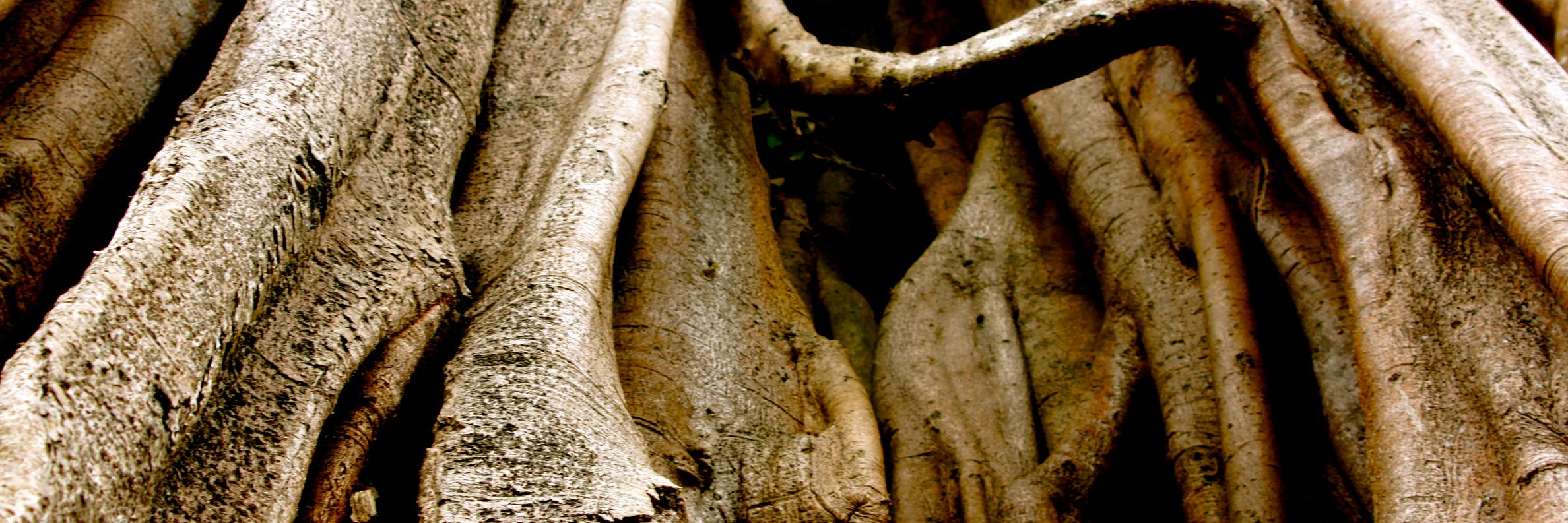 Association Anoulak banner