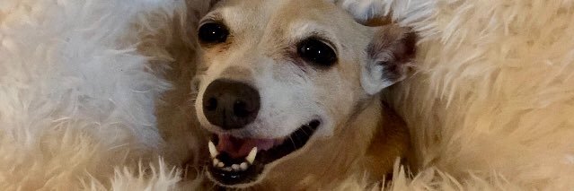 Kayeluvscats's profile banner image