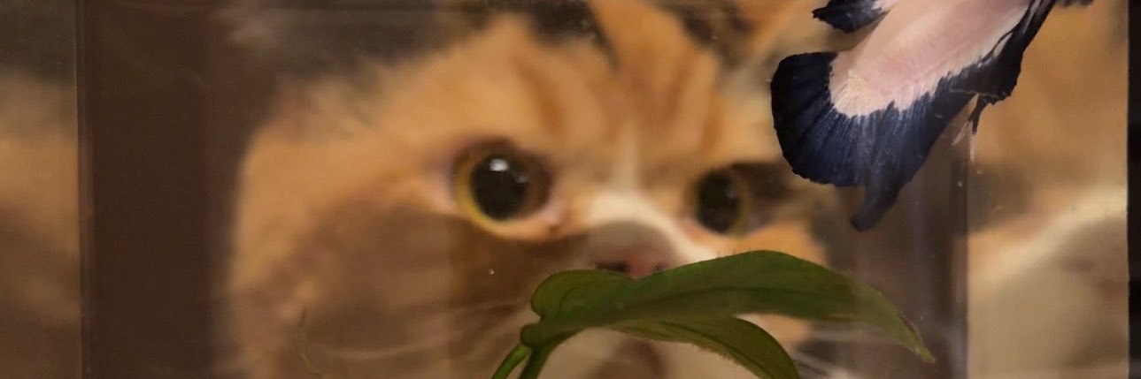 inaredletterday's profile banner image