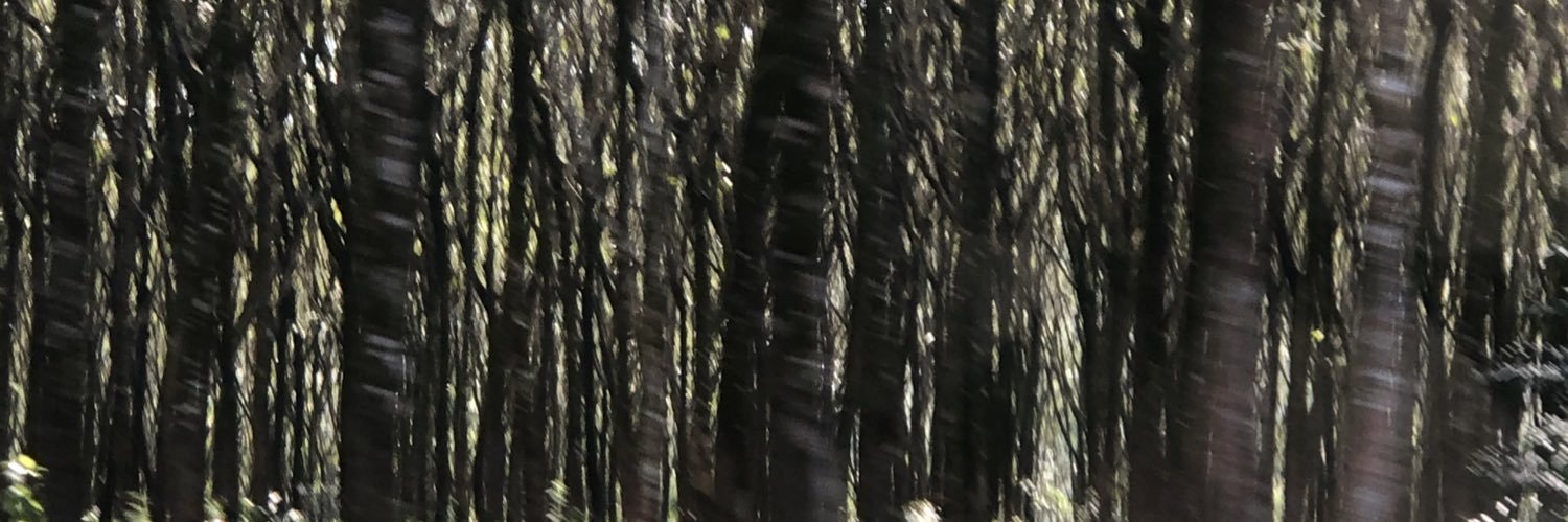 LPPav banner