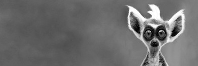 t_lalee's profile banner image
