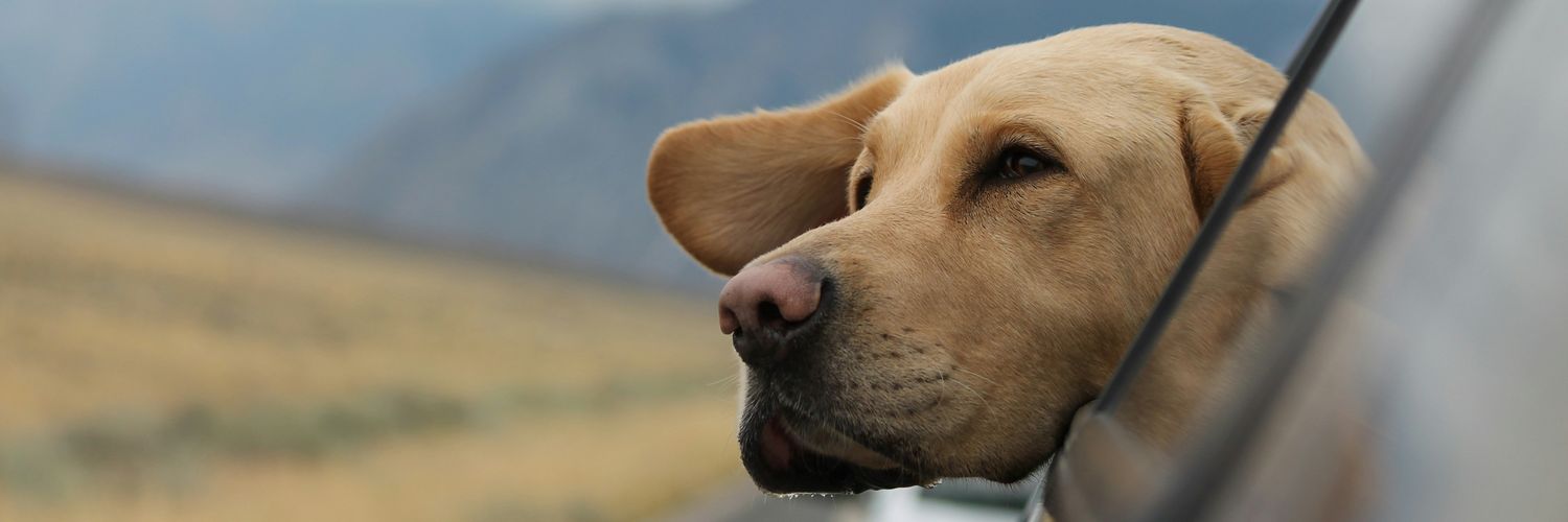 simodebbaj's profile banner image