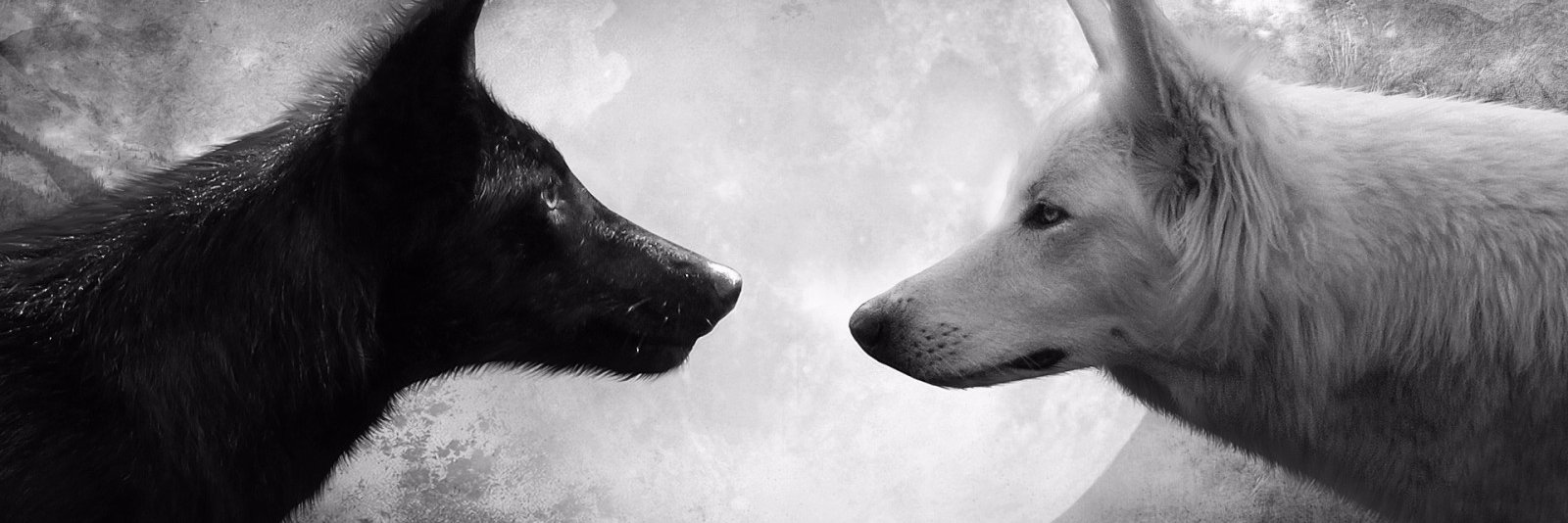 sherunwithwolf's profile banner image