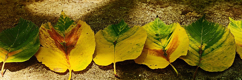 carlamgk's profile banner image