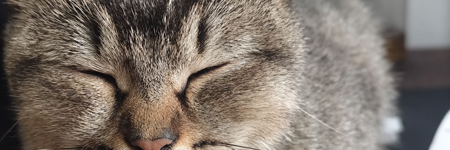 Sinancetinsu's profile banner image