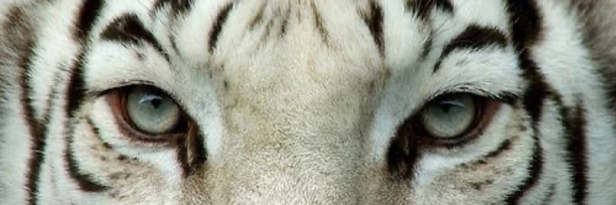 cococornier's profile banner image