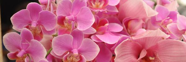 cdauphinemd Profile Banner