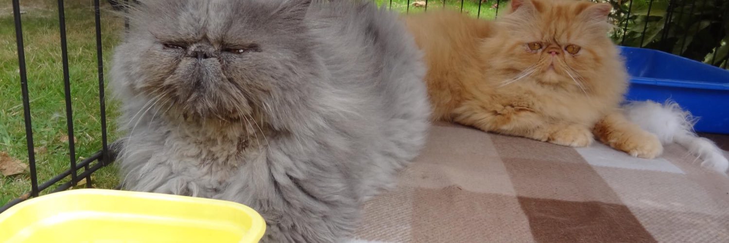 StrawbCatRescue's profile banner image