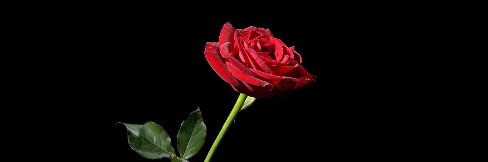 flourische's profile banner image