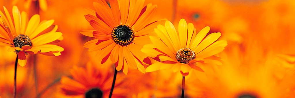 AlhamadKhalil's profile banner image