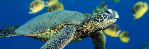 runnernpc Profile Banner