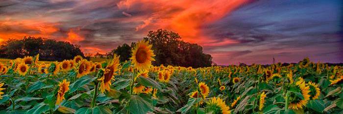 AroundKansas's profile banner image