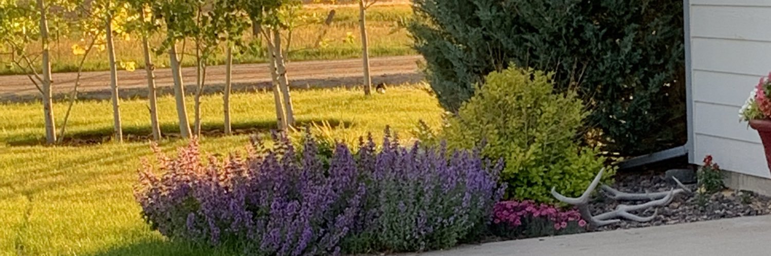 Ellen Wolfis ☮️💛 banner