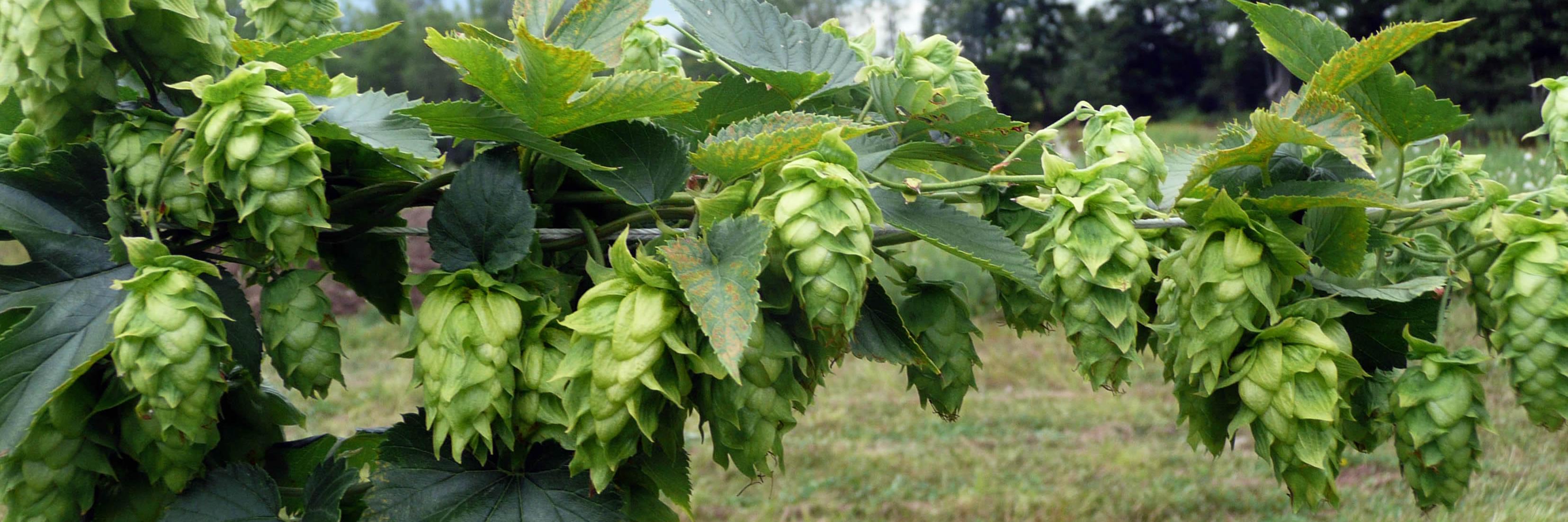 elstonbrau's profile banner image