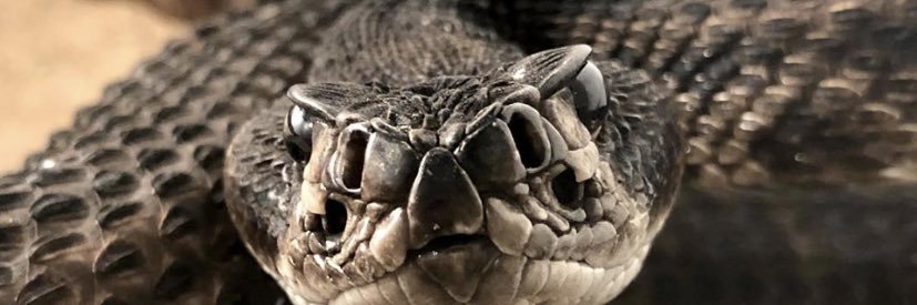 BurroughsJakeb's profile banner image