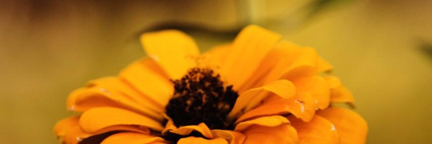 IzzySlaysStuff's profile banner image