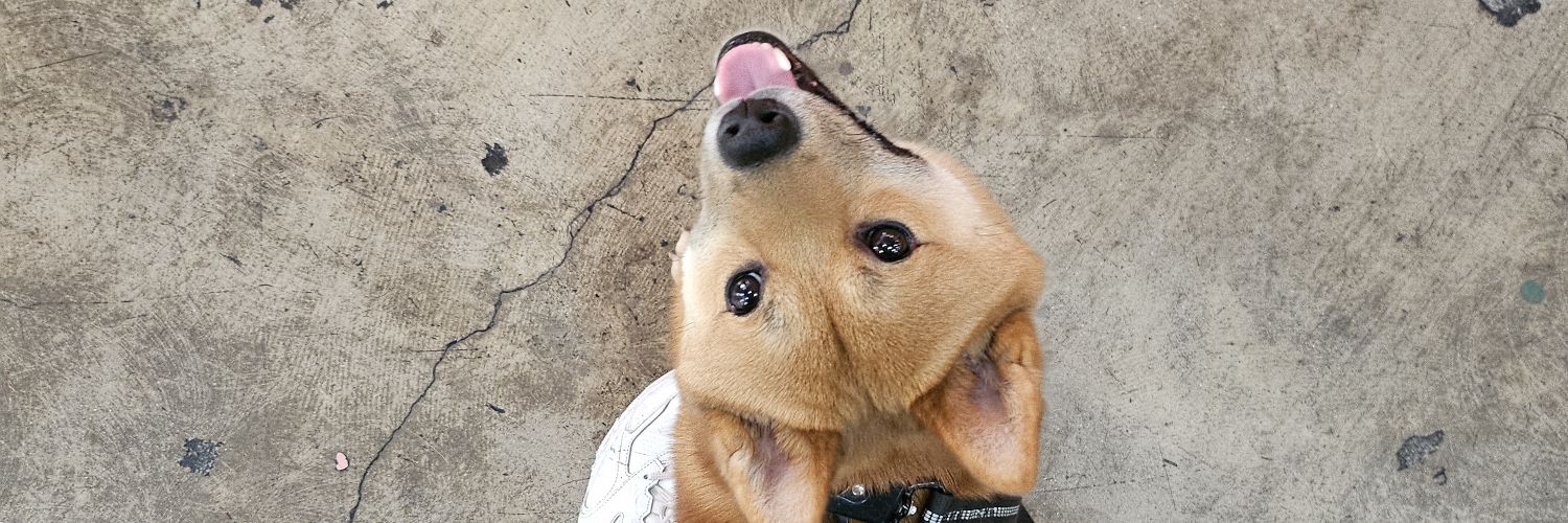 melonbatty's profile banner image