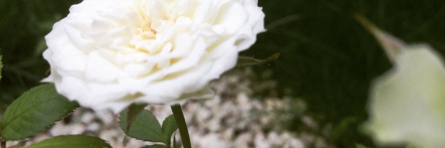 ColyneATL's profile banner image
