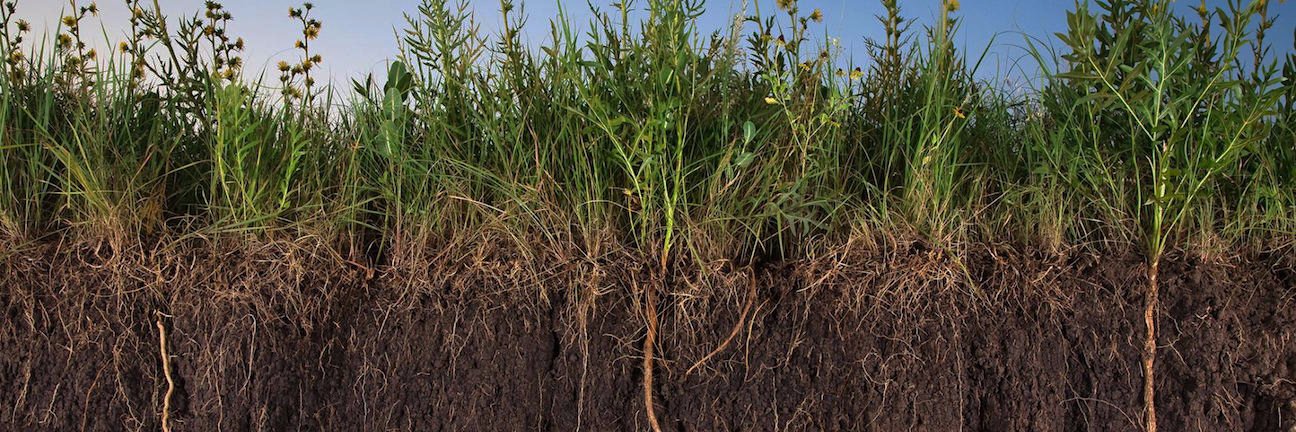 Soil Life banner