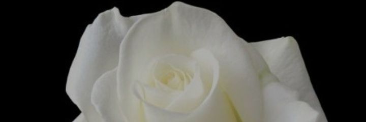 adabreug94's profile banner image