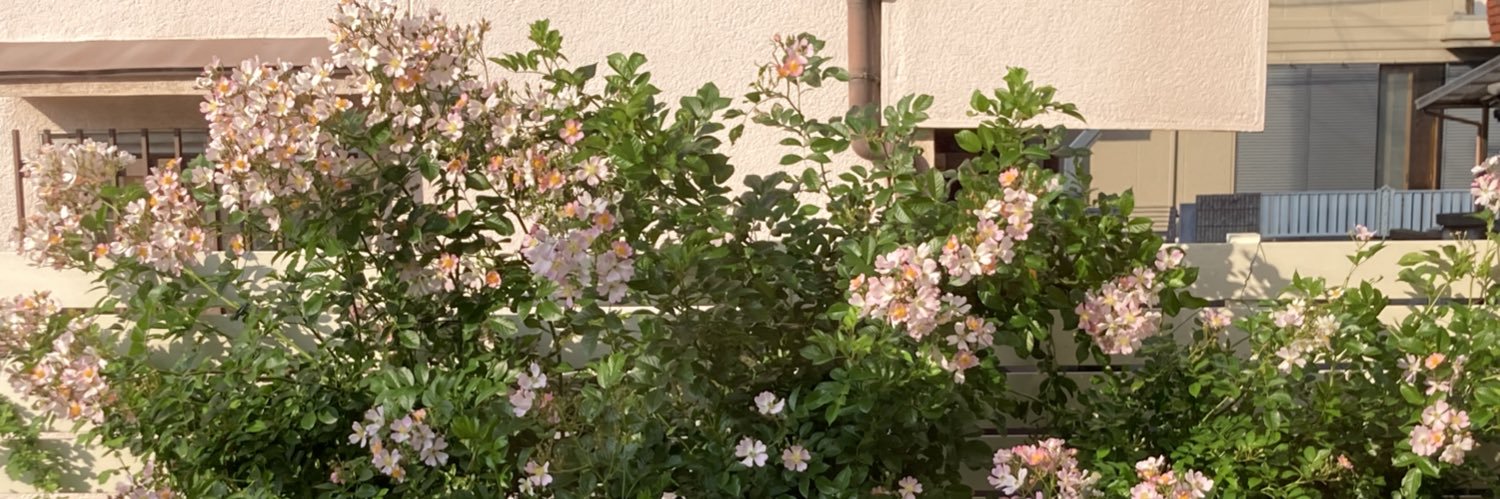 sasami_0141's profile banner image