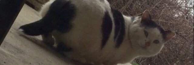 got_milkovich's profile banner image
