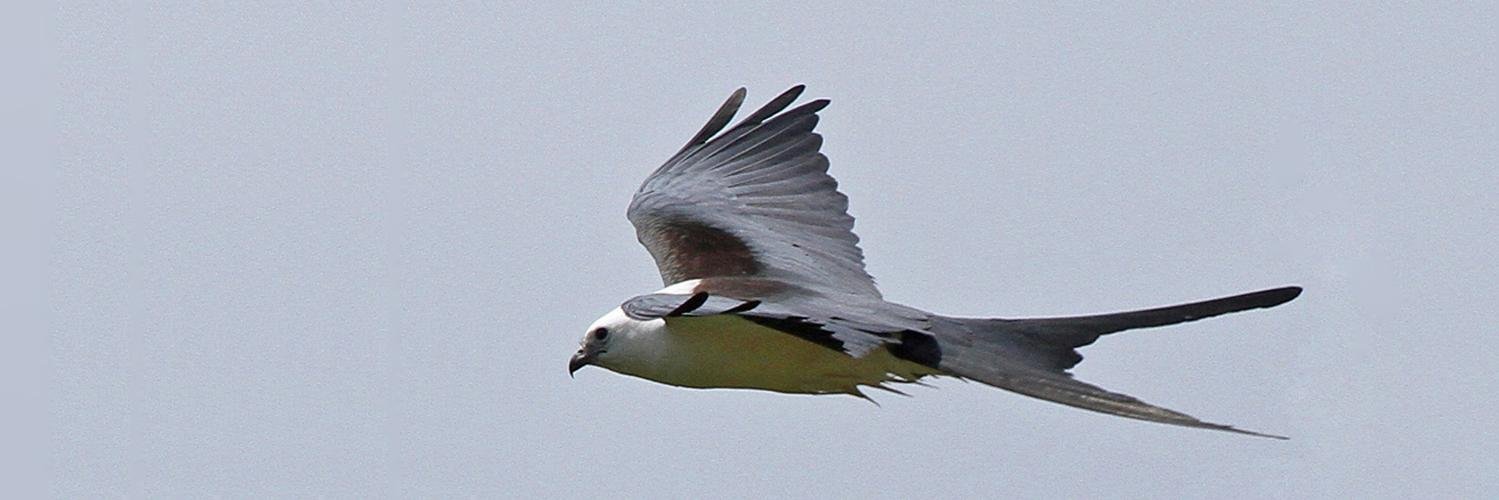 Dave Appleton banner