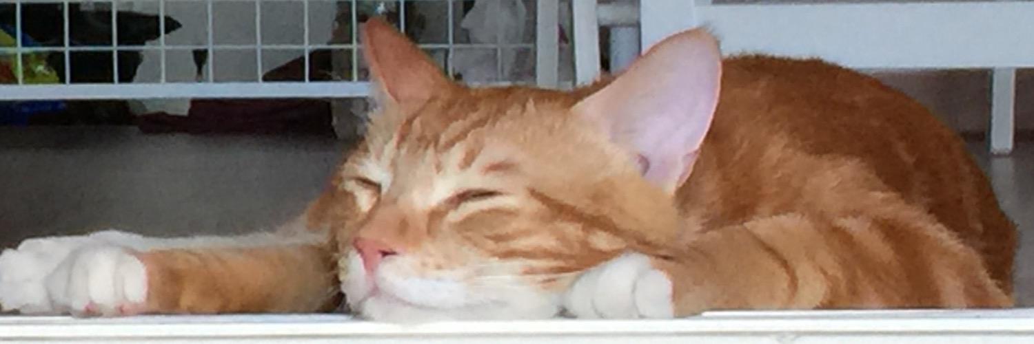 confit_theCAT's profile banner image