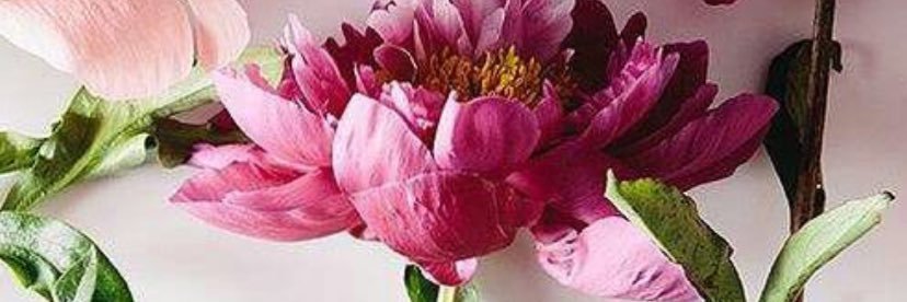 🦋shnz❄️ banner