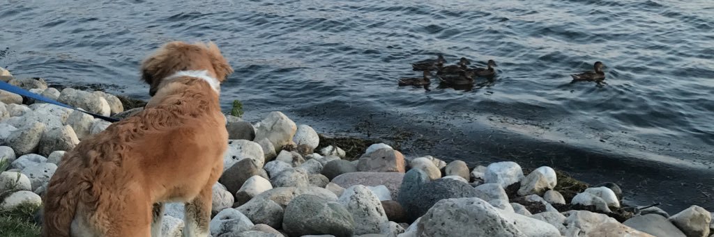 lynnw24's profile banner image