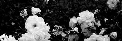 febiva's profile banner image