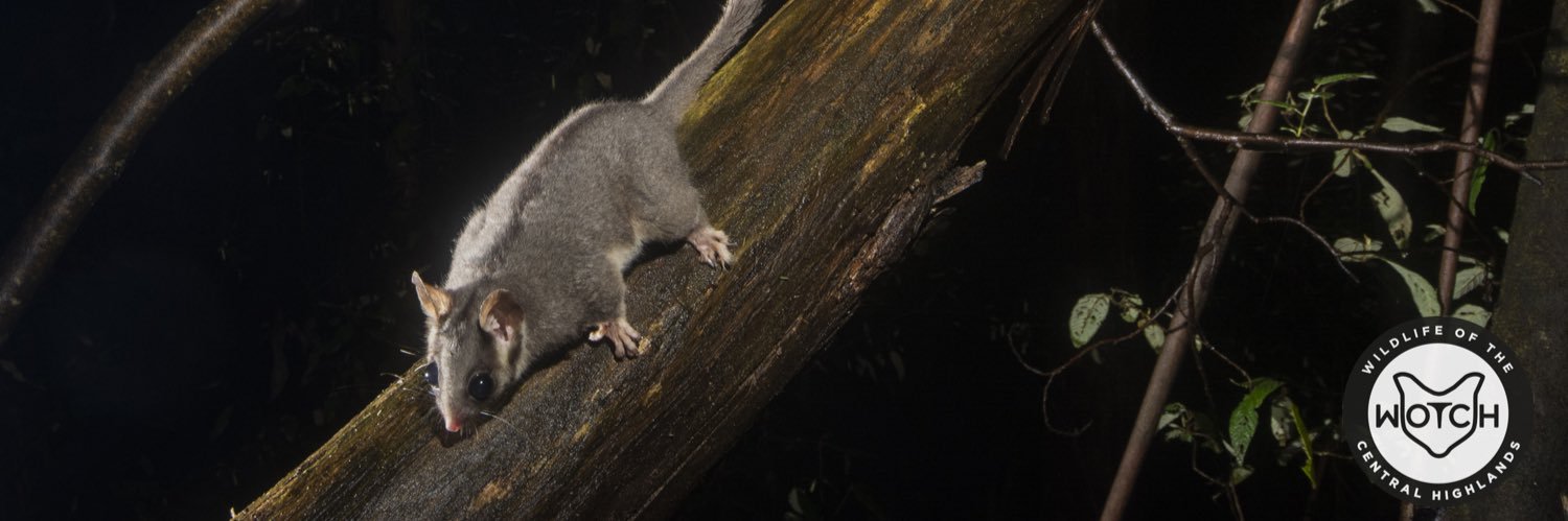 Wildlife Of The Central Highlands banner