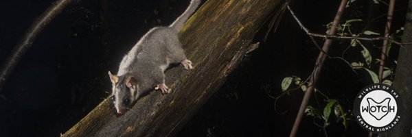 WOTCHinc Profile Banner