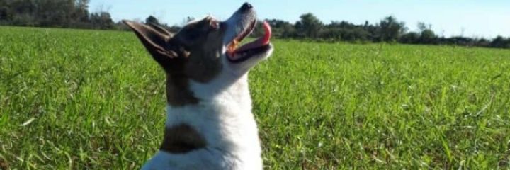 NPCLaola's profile banner image