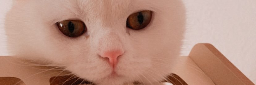 bicansuuu's profile banner image