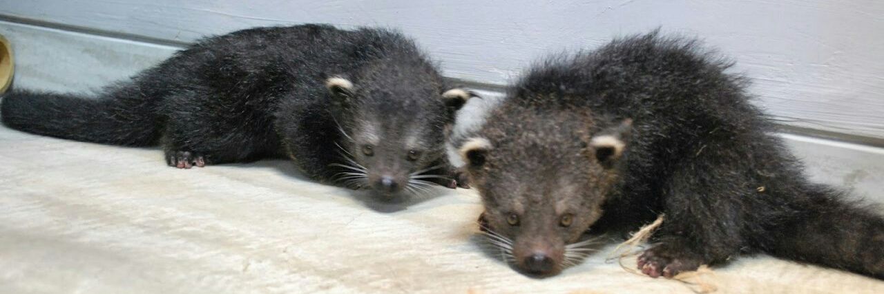 binturong @ 🦋 banner
