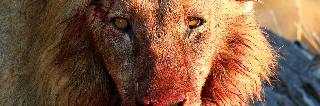 PPoaching's profile banner image