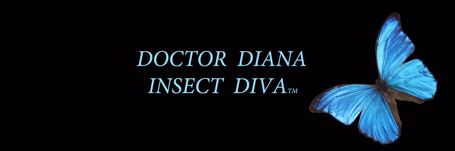InsectDiva's profile banner image